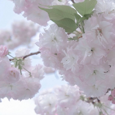 安多FurryQQ群介绍